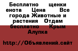 Бесплатно !!! щенки енота!! › Цена ­ 1 - Все города Животные и растения » Отдам бесплатно   . Крым,Алупка